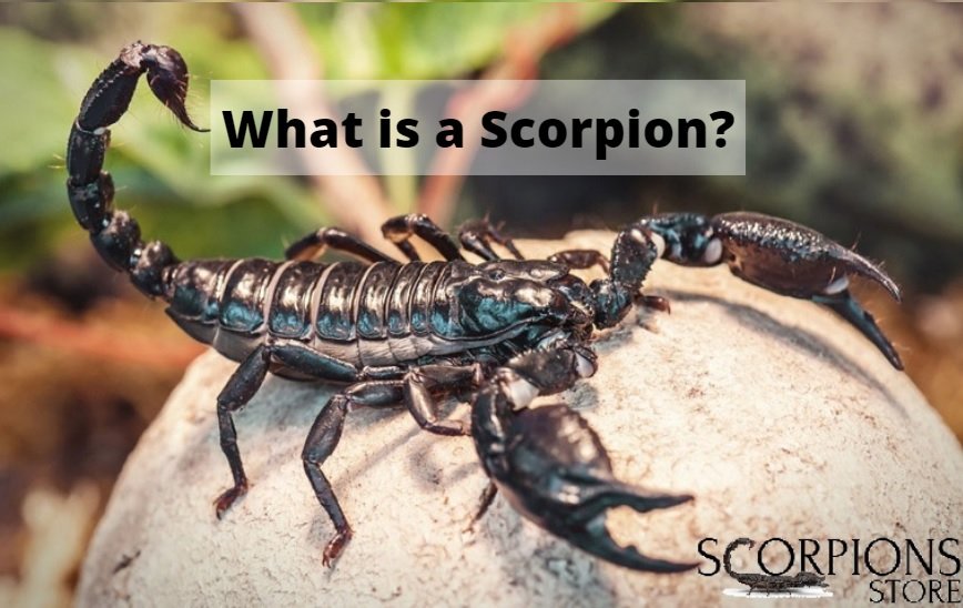WHAT IS A SCORPION ?