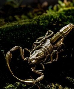 Gold Scorpion Pendant Style